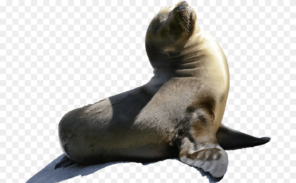 Transparent Sea Lion Robbe Baby, Animal, Mammal, Sea Life, Sea Lion Free Png Download