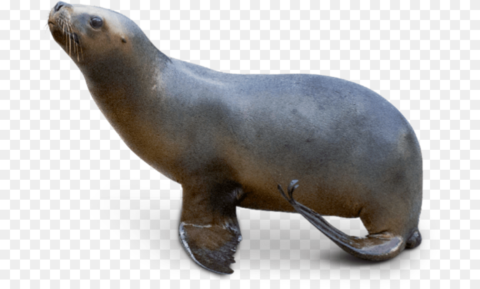 Transparent Sea Lion Sea Lion, Animal, Mammal, Sea Life, Sea Lion Free Png Download