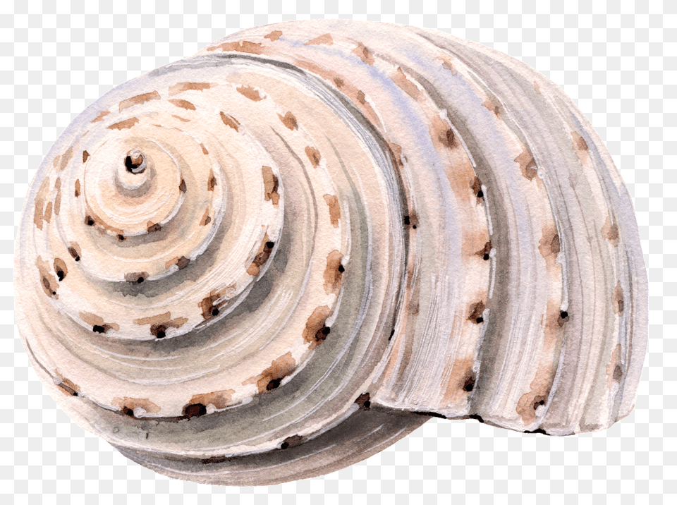 Transparent Sea Shell Seashell, Animal, Clam, Food, Invertebrate Png Image