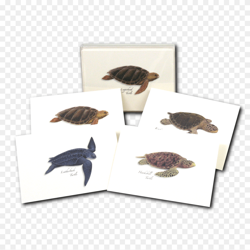 Transparent Sea Turtle Leatherback Sea Turtle, Animal, Reptile, Sea Life, Tortoise Png