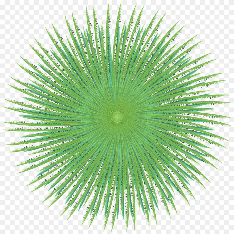 Transparent Sea Urchin Clipart Artificial Turf Png Image