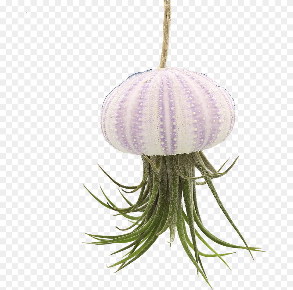 Transparent Sea Urchin Hanging Sea Urchin Air Plant, Flower Free Png Download
