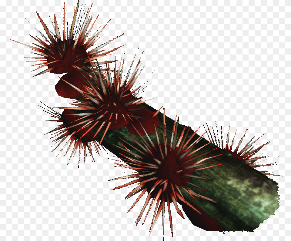 Transparent Sea Urchin Hedgehog Cactus, Fireworks, Plant Png Image