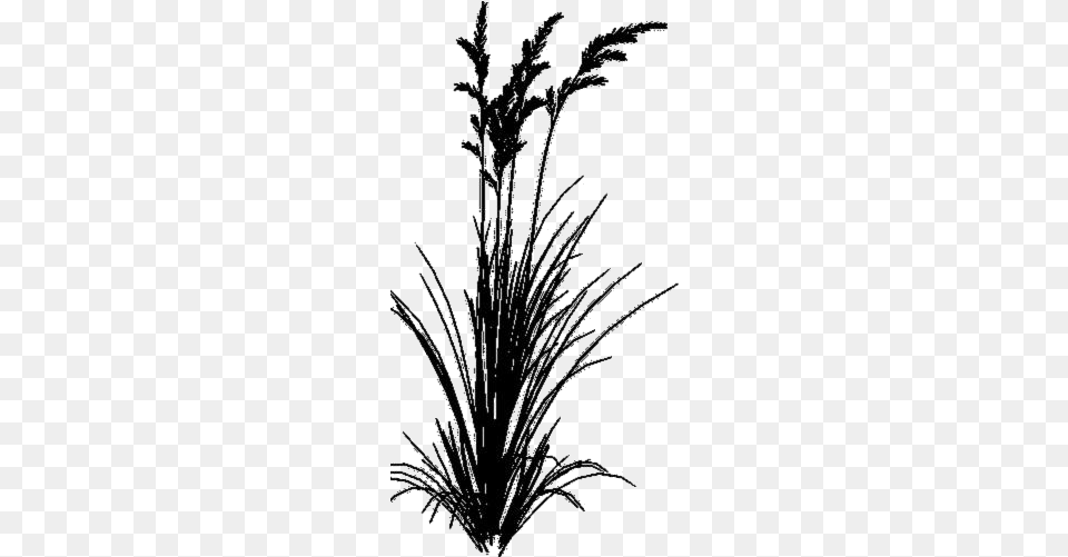 Seagrass Clipart Seagrass Image Sea Grass, Plant, Art, Drawing Free Transparent Png