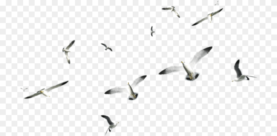 Transparent Seagul Birds On Sea, Animal, Bird, Flying, Flock Png
