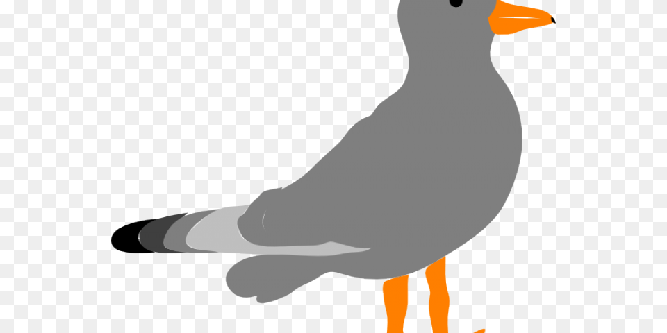 Transparent Seagull Clip Art Gull, Animal, Bird, Waterfowl, Person Png Image
