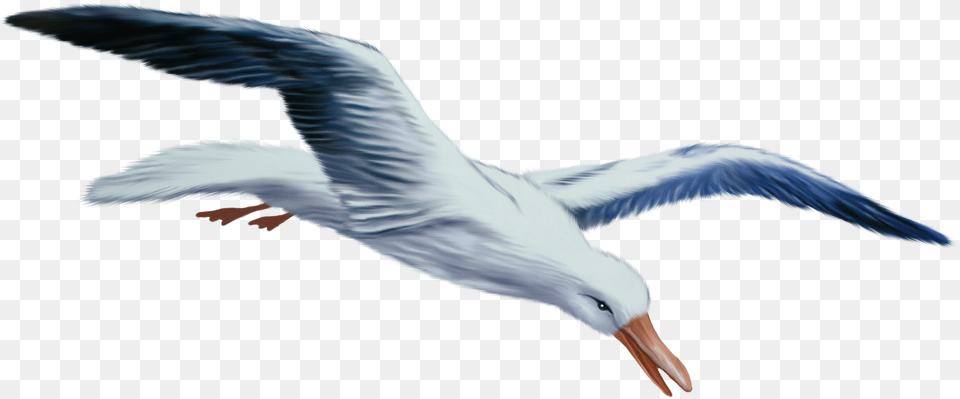 Seagull Clipart Gulls, Animal, Bird, Flying, Waterfowl Free Transparent Png