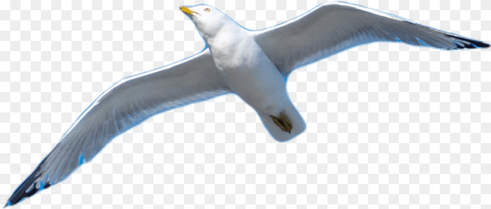 Transparent Seagull Flying European Herring Gull, Animal, Bird, Waterfowl, Beak Png