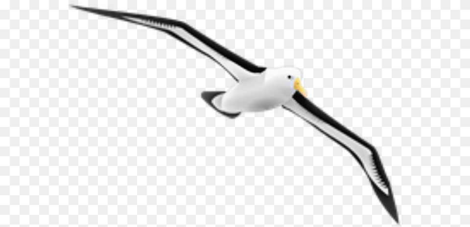 Transparent Seagulls Flying Albatross Gif, Animal, Bird, Waterfowl, Seagull Png