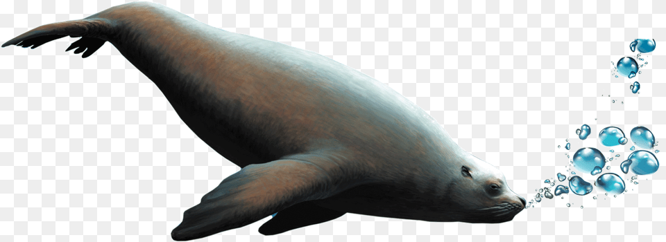 Transparent Seal Animal Dugong, Mammal, Sea Life, Sea Lion, Fish Png Image