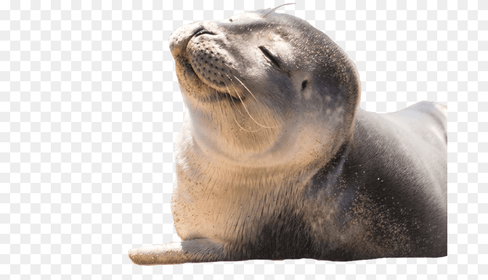 Transparent Seal Animal Steller Sea Lion Transparant, Mammal, Sea Life, Sea Lion, Bear Free Png