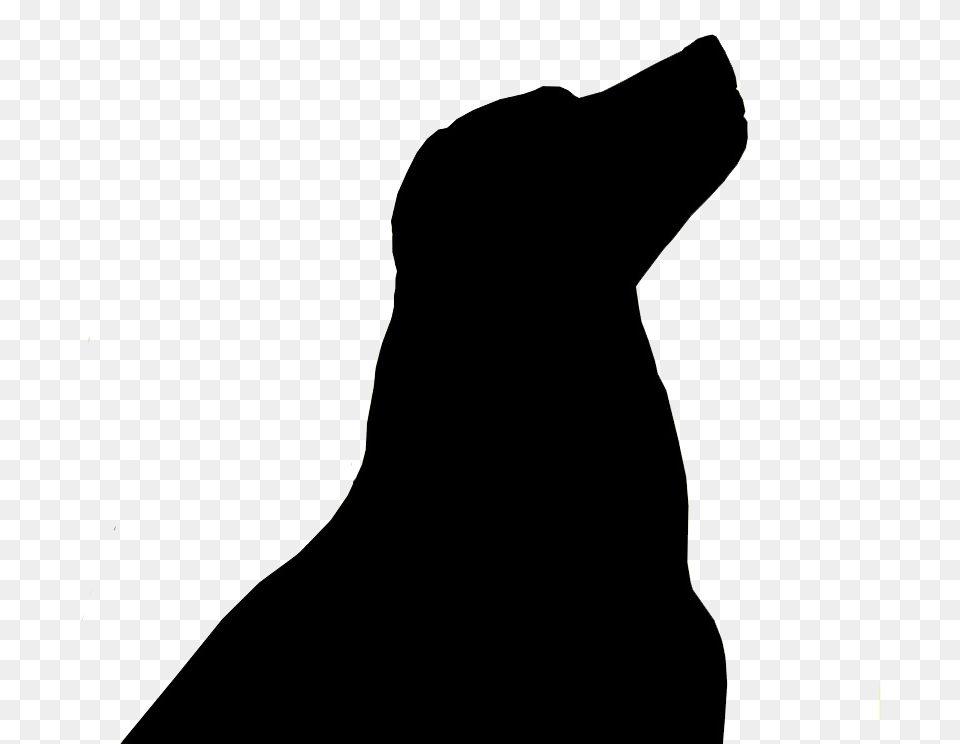 Transparent Sealion Clipart Silhouette, Animal, Cat, Mammal, Pet Png