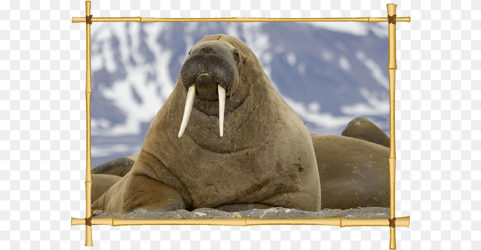 Transparent Sealion Clipart Walrus Animal, Sea Life, Mammal, Elephant, Wildlife Free Png Download