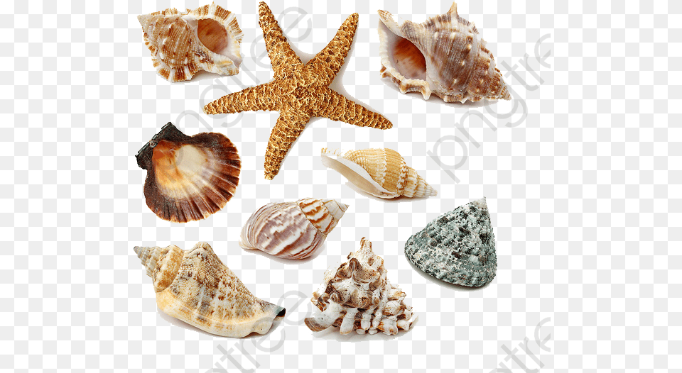 Seashells Clipart Seashells Animal, Sea Life, Invertebrate, Seashell Free Transparent Png