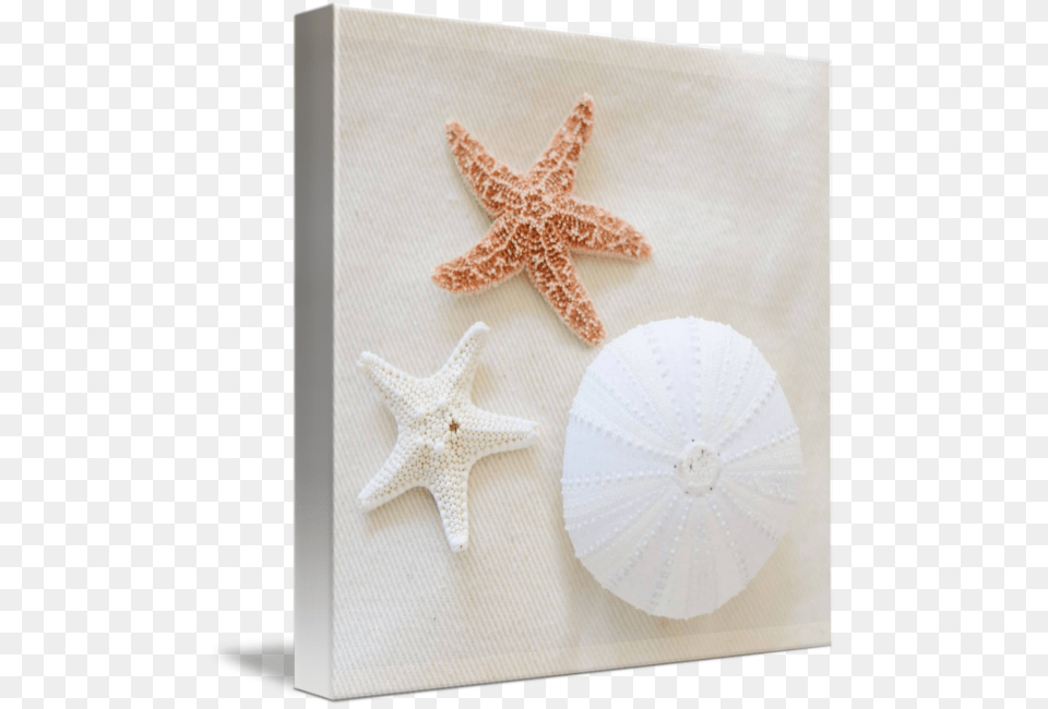 Transparent Seashells Starfish, Animal, Sea Life, Invertebrate Png Image