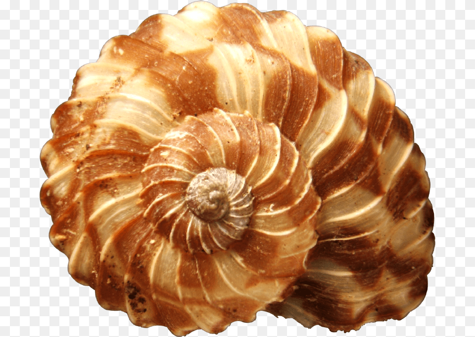 Transparent Seashells World39s Most Beautiful Seashell, Animal, Invertebrate, Sea Life, Clam Free Png