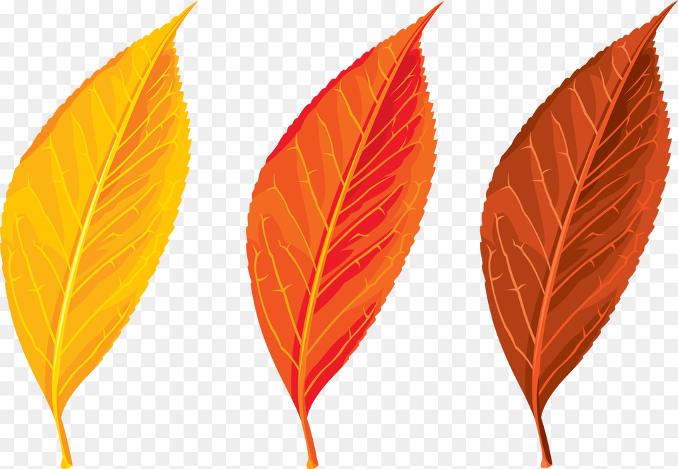Transparent Seasons U0026 Clipart Free Download Autumn Leaf Clipart, Plant Png Image