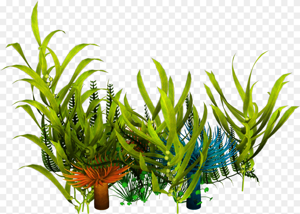 Transparent Seaweed Clipart Transparent Seaweed, Aquatic, Pattern, Plant, Water Free Png Download