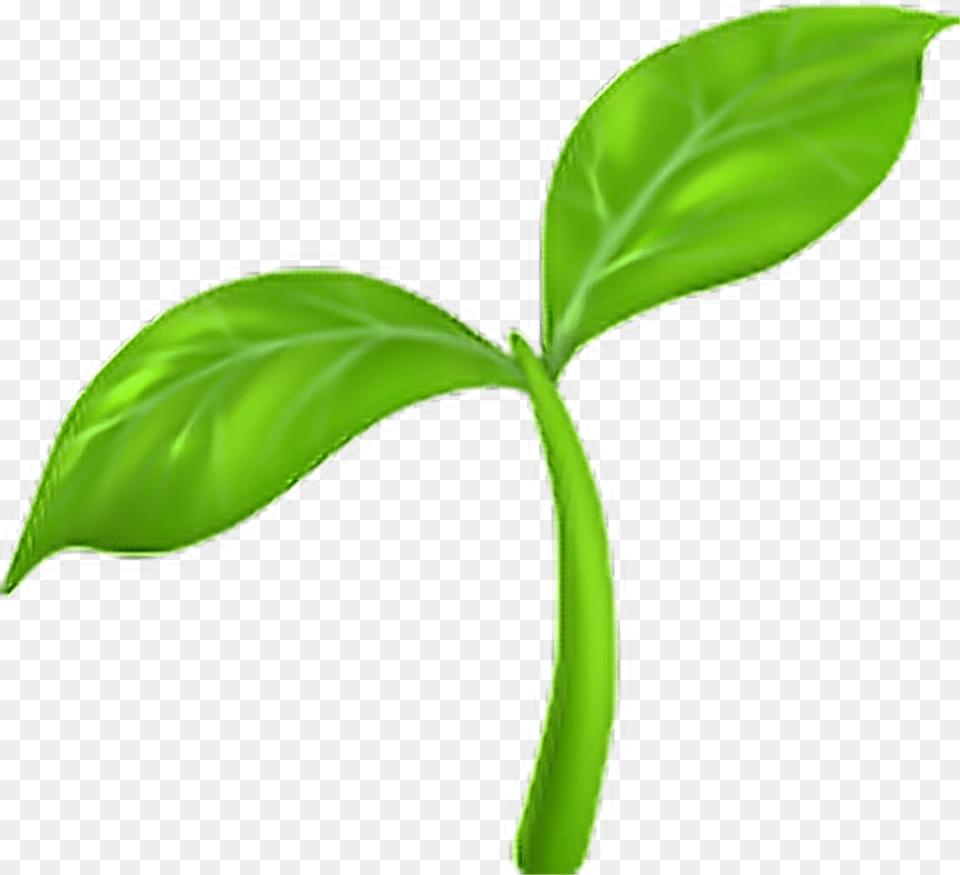 Transparent Seedling Emoji, Leaf, Plant Free Png