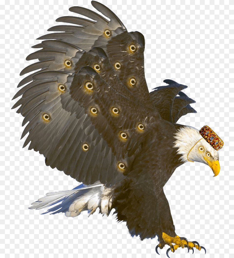 Transparent Seraphim Clipart Perched Bald Eagle, Animal, Bird, Beak, Bald Eagle Png