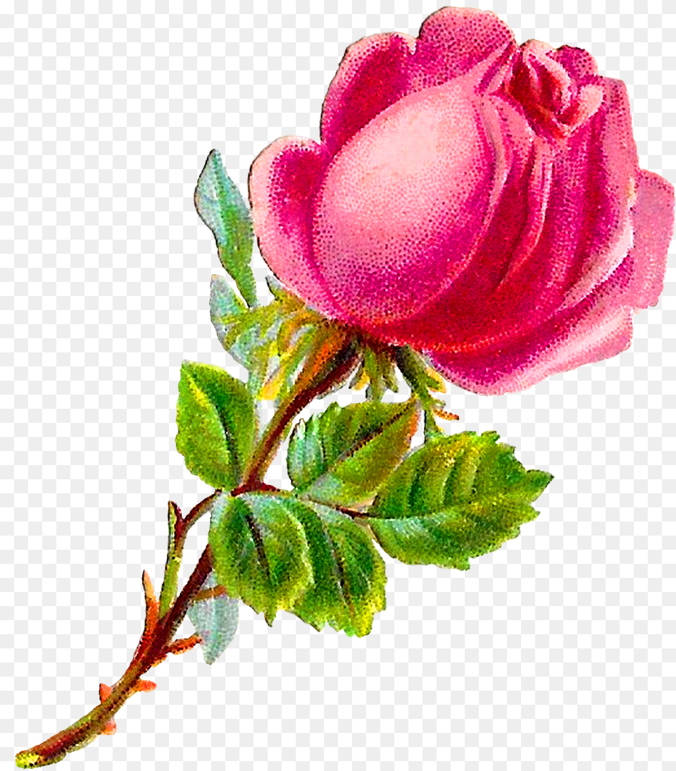Transparent Shabby Chic Rose, Flower, Petal, Plant, Bud Free Png