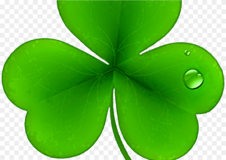 Shamrock Shamrock Saint Patrick Day Clip Art, Green, Leaf, Plant, Droplet Free Transparent Png