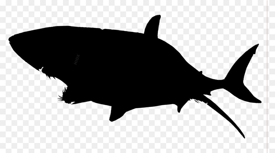 Transparent Shark Clipart Shark Great White Shark Transparent, Animal, Sea Life, Fish, Tuna Png