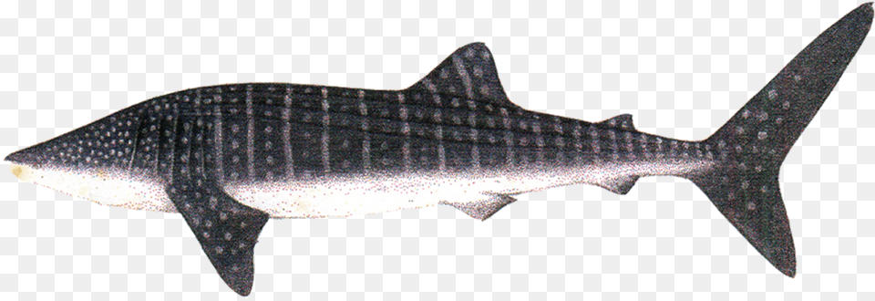Transparent Shark Fin Whale Shark, Animal, Sea Life, Fish Png Image