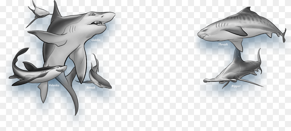 Transparent Shark Outline Shark Wars Book, Animal, Fish, Sea Life Png Image