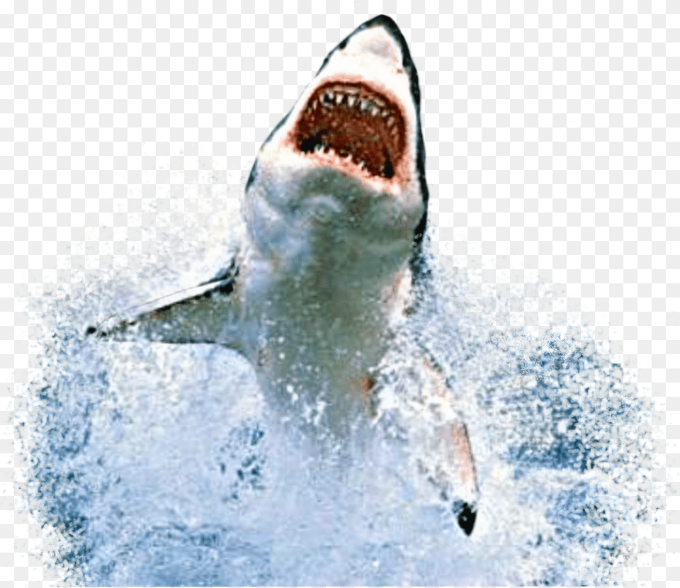 Shark Shark, Animal, Fish, Sea Life, Great White Shark Free Transparent Png