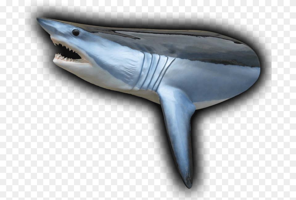 Shark Silhouette Great White Shark, Animal, Sea Life, Fish Free Transparent Png