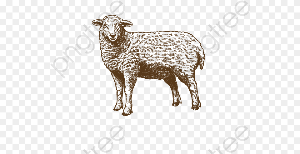 Sheep Clip Art Sheep Illustration, Animal, Livestock, Mammal Free Transparent Png