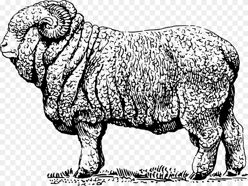 Transparent Sheep Clipart Merino Wool Sheep Illustration, Gray Free Png