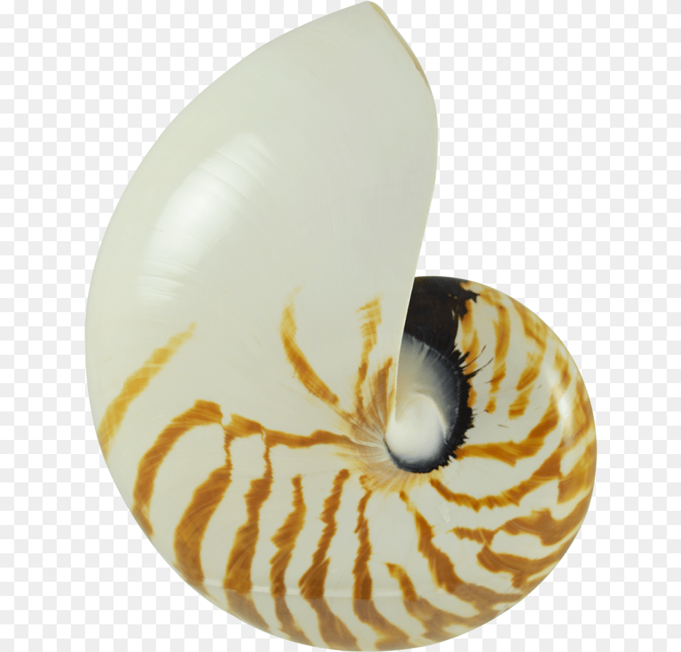 Transparent Shell Nautilus Shell, Animal, Clam, Food, Invertebrate Png