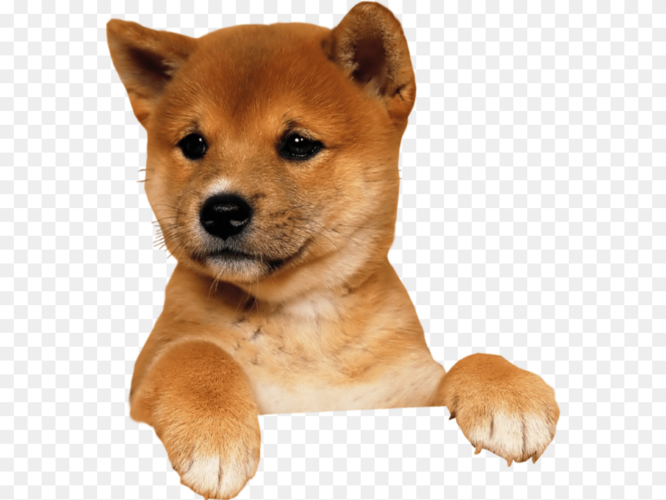 Transparent Shiba Inu Clipart, Animal, Canine, Dog, Mammal Png