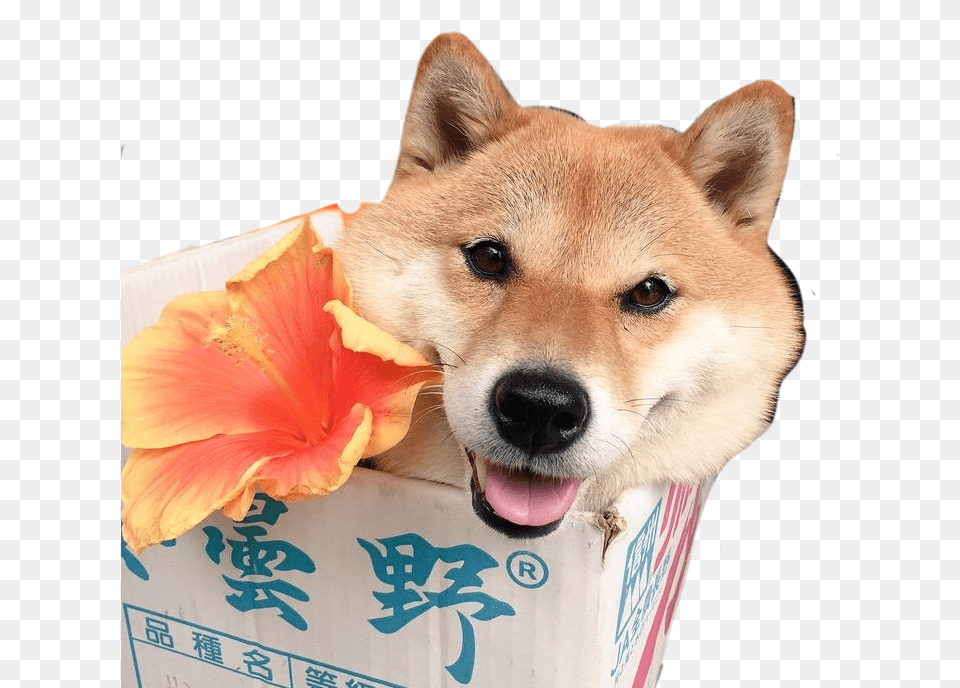 Transparent Shiba Inu Shiba Inu Transparent, Animal, Plant, Petal, Pet Free Png