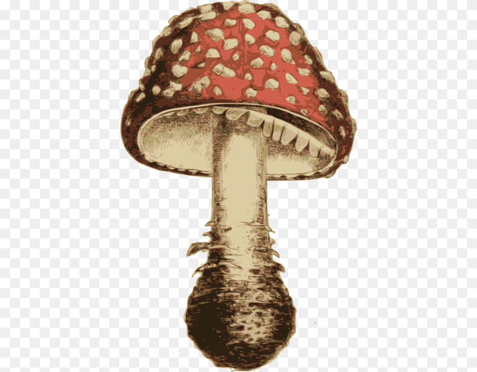 Transparent Shiitake Mushroom Agaric, Fungus, Plant, Amanita, Person Png Image