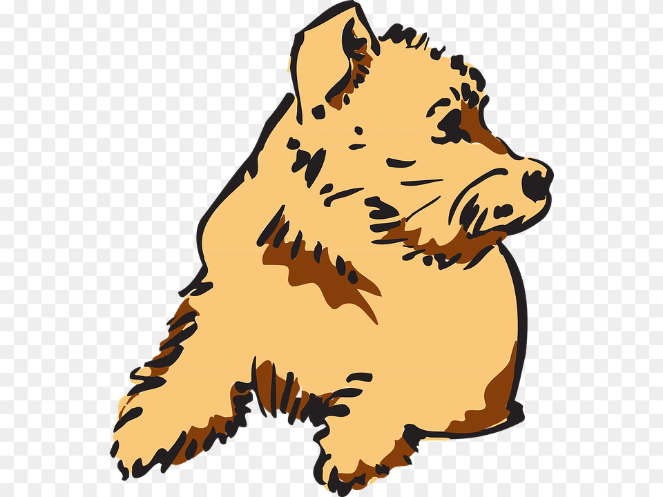 Transparent Short Clipart Clipart Furry, Baby, Person, Terrier, Animal Png Image