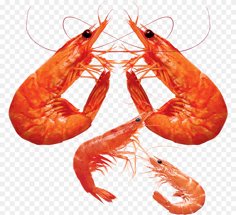 Transparent Shrimp, Animal, Food, Invertebrate, Sea Life Free Png Download
