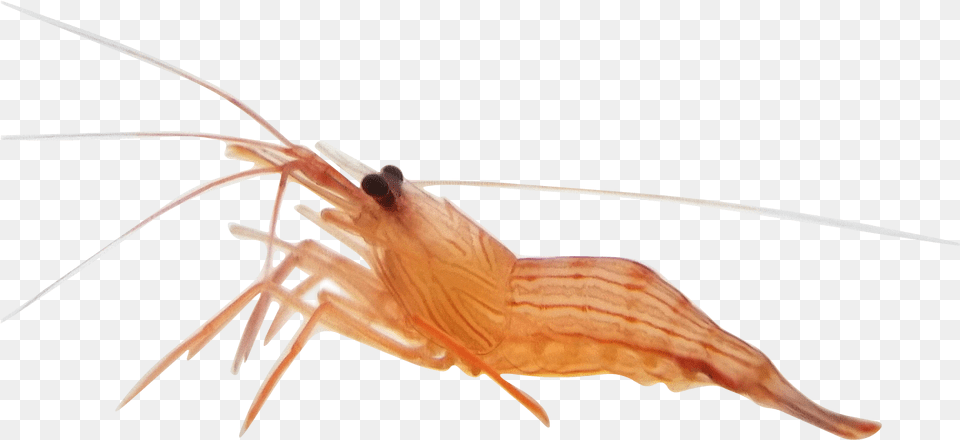 Shrimp Anemone Alive Shrimp, Animal, Seafood, Food, Invertebrate Free Transparent Png
