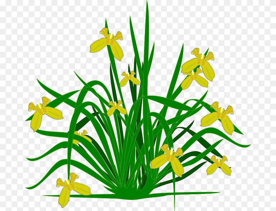 Transparent Shrub Clipart Flower Small Plants Clipart, Iris, Plant, Anther, Daffodil Png Image