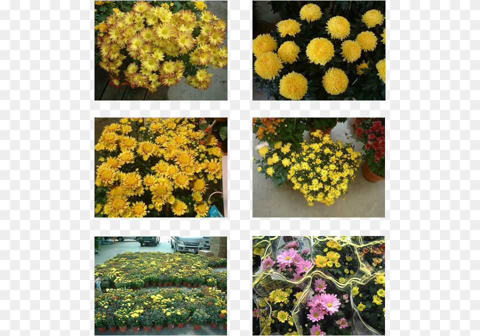 Transparent Shrub Top View Chrysanths, Art, Plant, Flower, Daisy Free Png