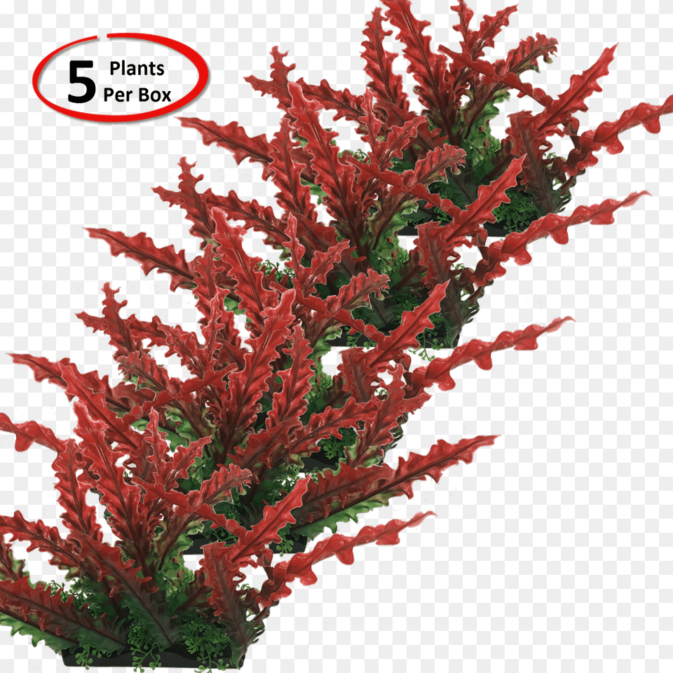 Transparent Shrub Top View Houseplant, Plant, Leaf, Pattern Png