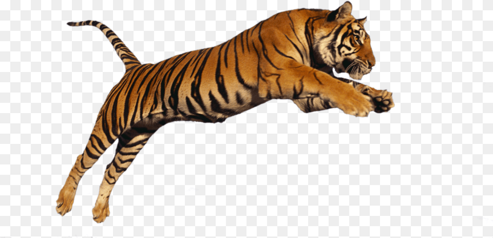Transparent Siberian Tiger Clipart Images Tiger, Animal, Mammal, Wildlife Png