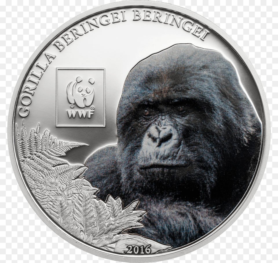 Transparent Silverback Gorilla, Adult, Person, Money, Coin Free Png Download