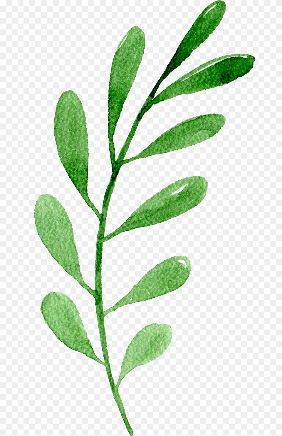 Transparent Single Green Leaf One Leaf Green, Herbal, Herbs, Plant, Annonaceae Free Png Download