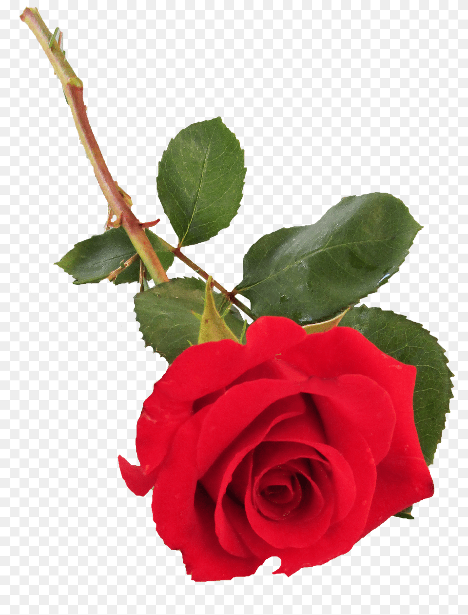 Transparent Single Rose, Flower, Plant Png Image