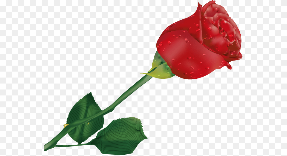 Single Rose Clipart Beautiful Single Rose Flower, Plant Free Transparent Png