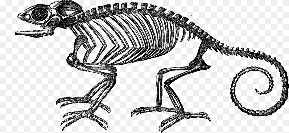 Transparent Skeleton Chameleon Skeleton, Person, Animal Png