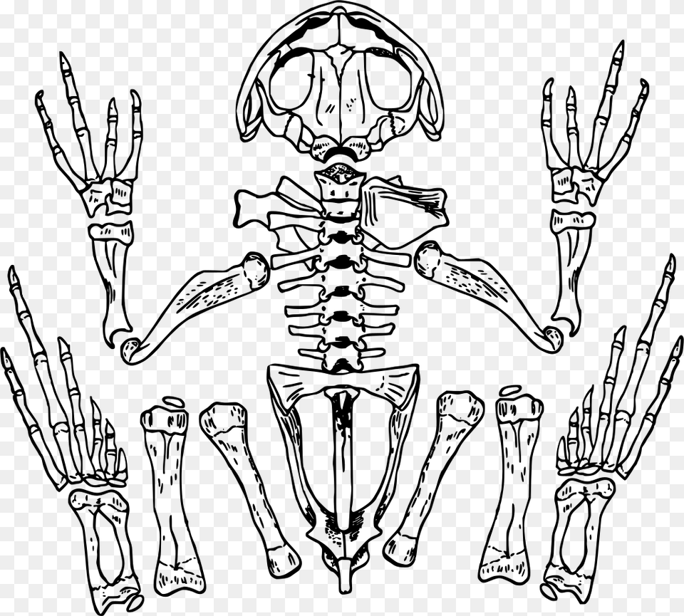 Transparent Skeleton Clipart, Gray Free Png